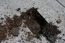 Flachdachschaden 079